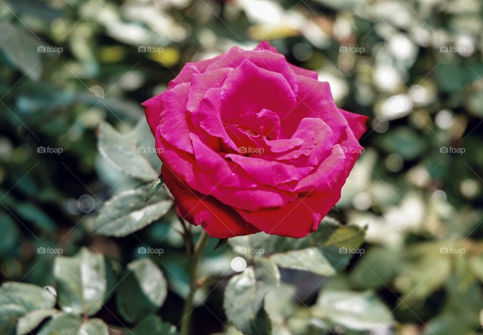 I've always loved roses; red roses, to be exact. I'm not sure, but I really fell in love with its pretty petals. How about you? What flowers do you like? 🌹