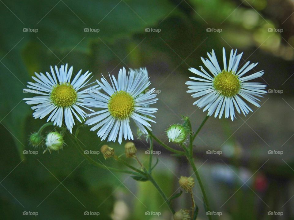 delicate flowers