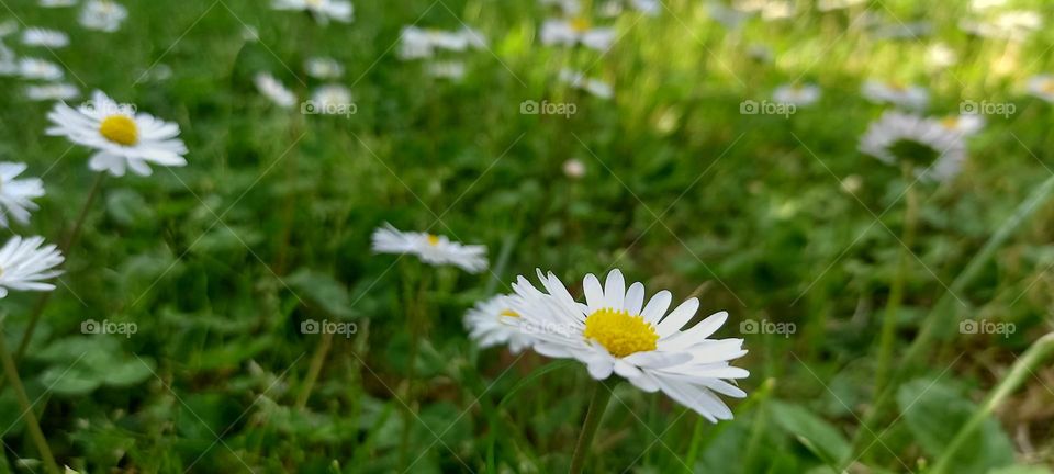 daisies