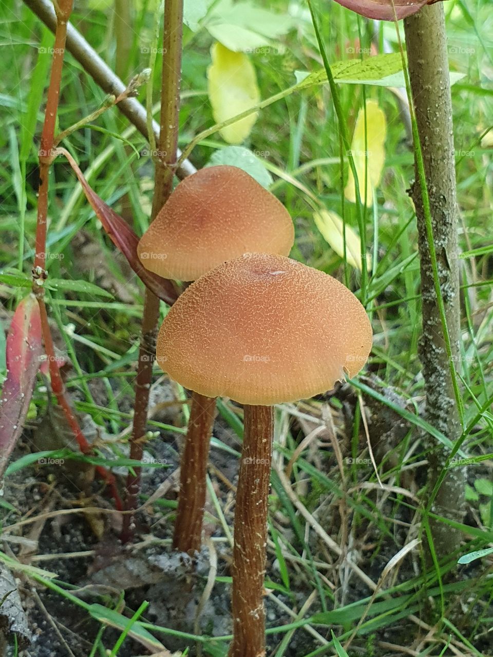 Mushroom
