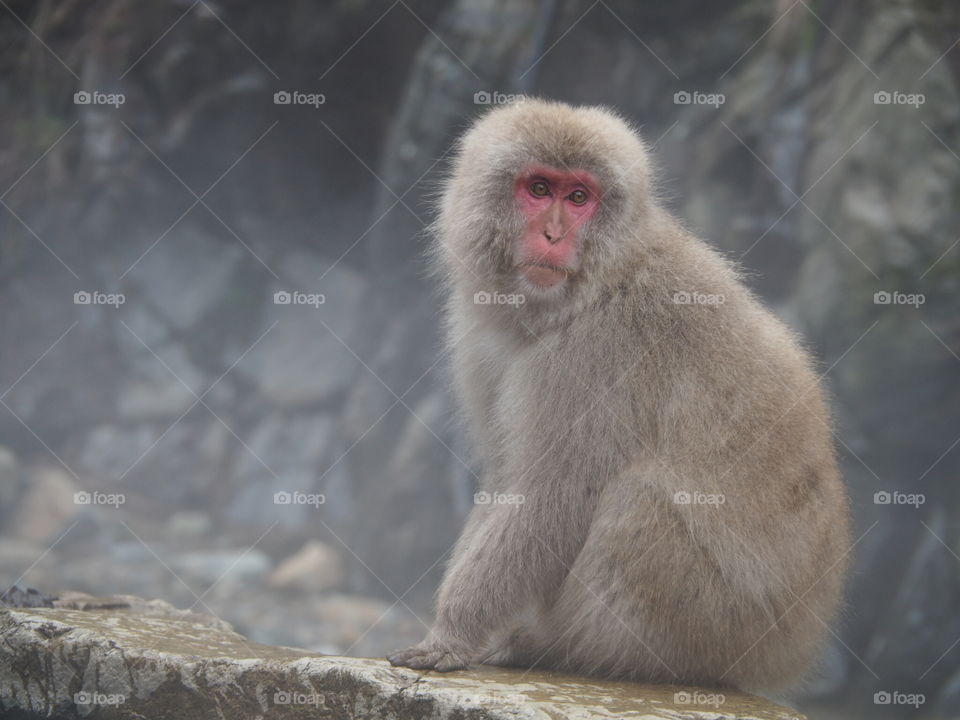 Snow monkey