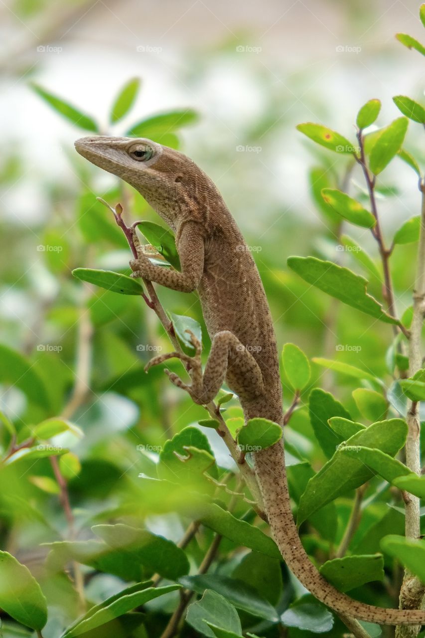 Foap, World in Macro: A Carolina anole clings to a sprig as it positions itself for a vertical pose. Yates Mill County Park, Raleigh, North Carolina. 