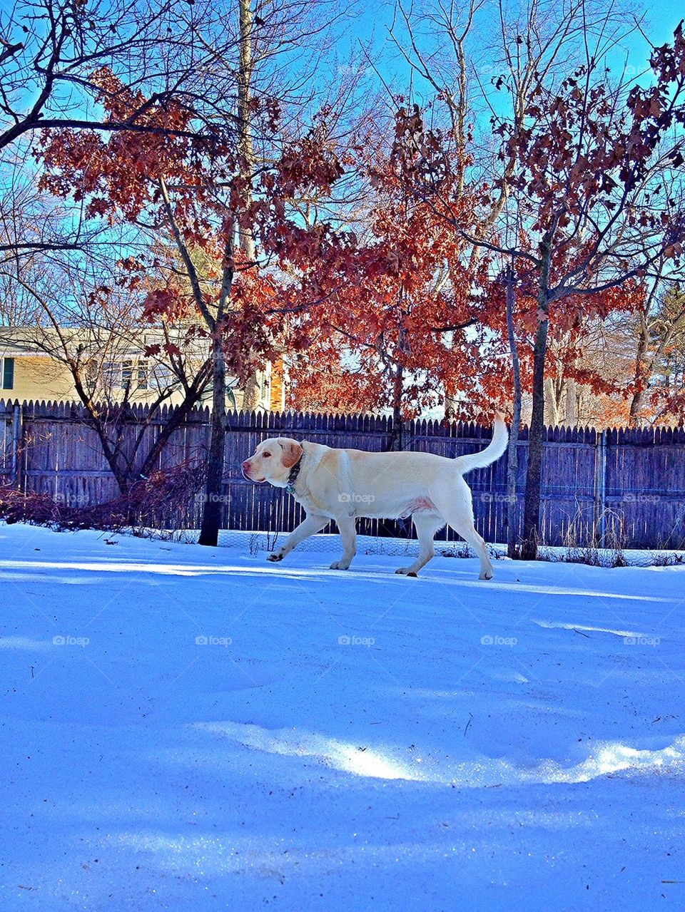 trees dog brr labrador retriever by jmh