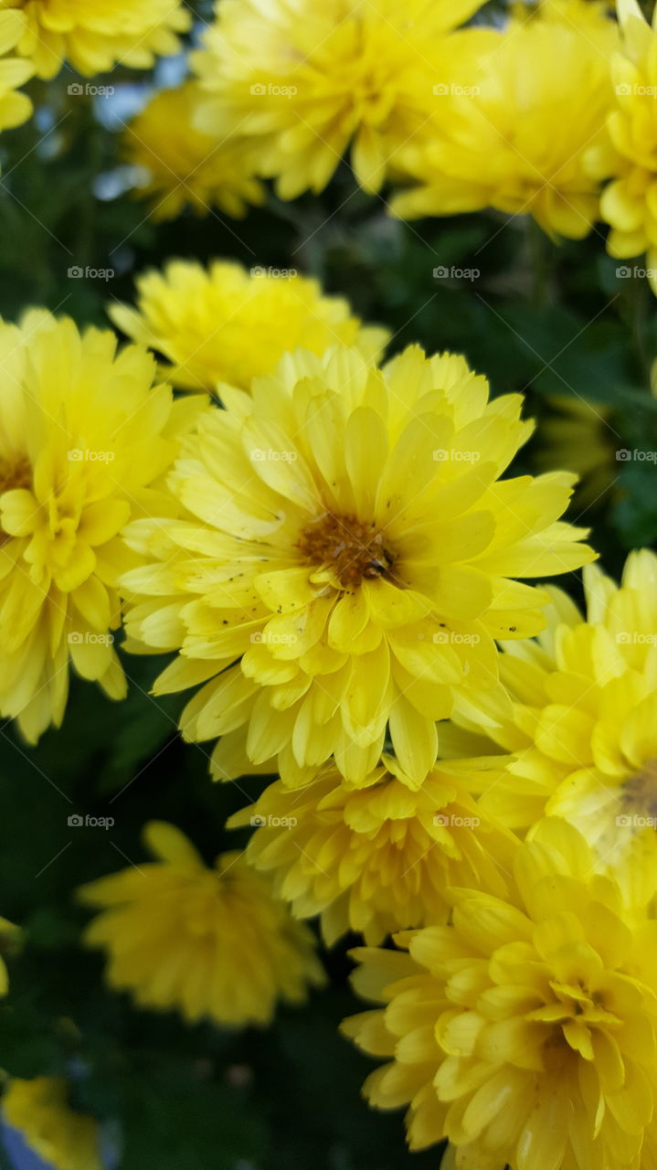 yellow autum flowers.