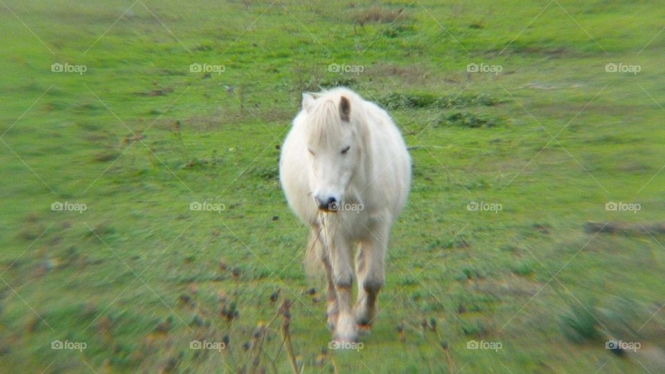 white pony