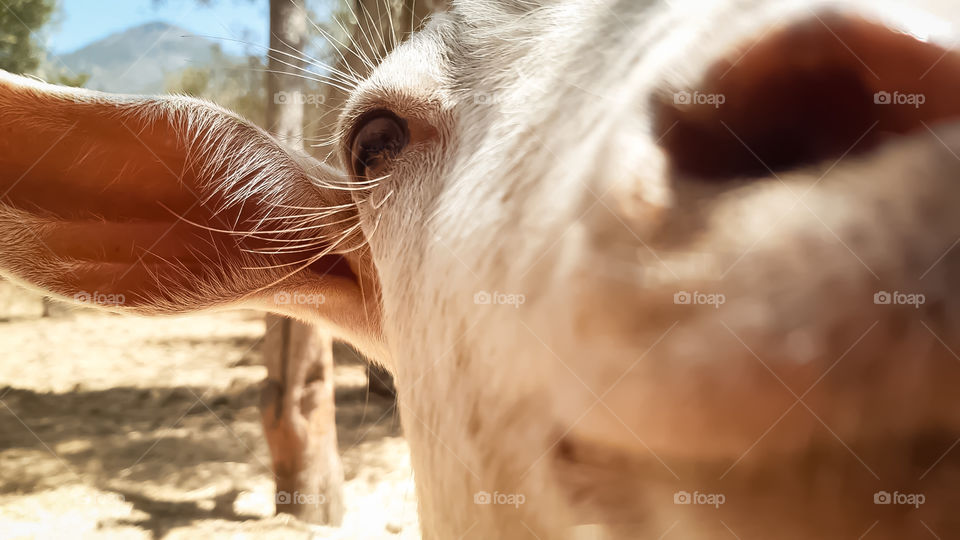 A beautiful goat trying to discover the camera.