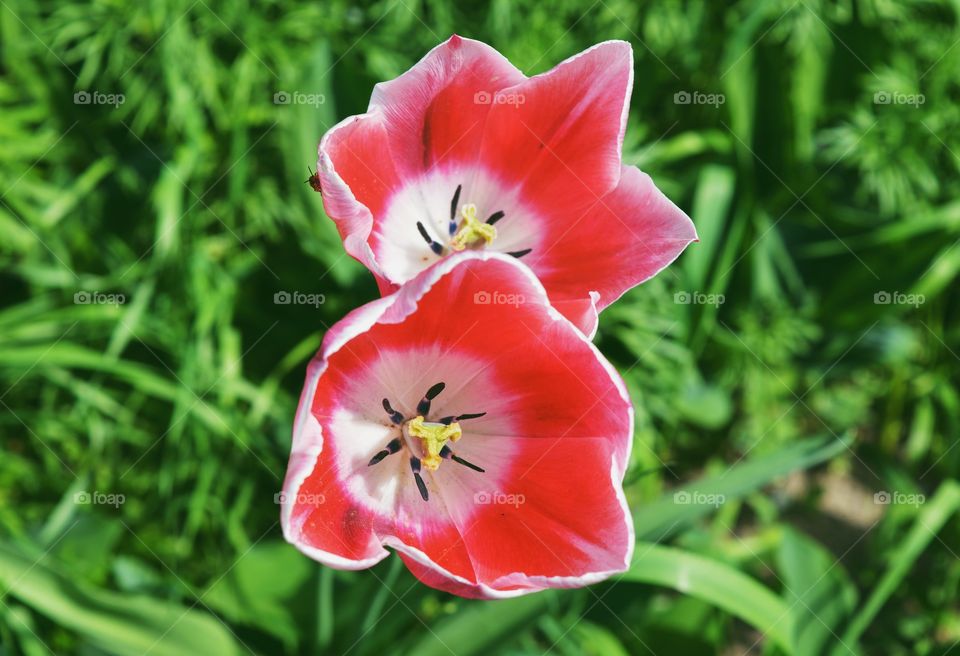 Closeup of two red tulips in garden 