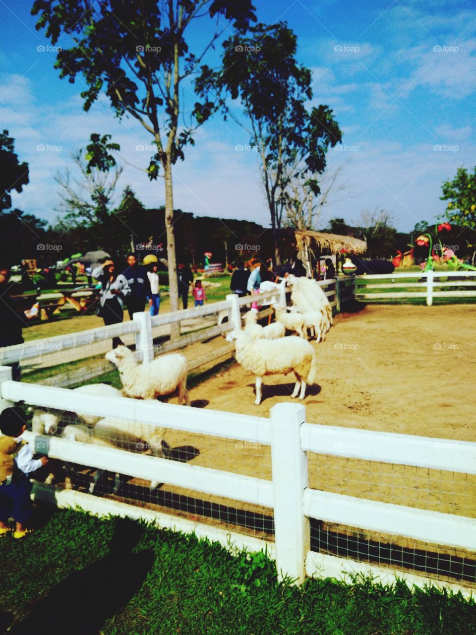 Sheeps in Chiang Mai