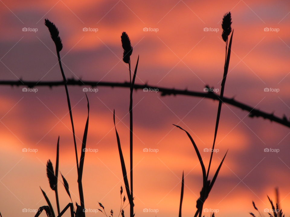 silhouette against the sky