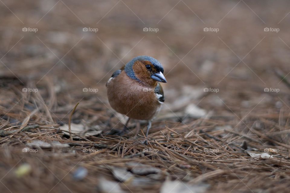 Chaffinch (Fringilla coelebs) male in spring forest