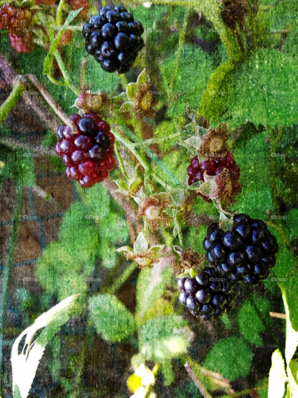 BlackBerry