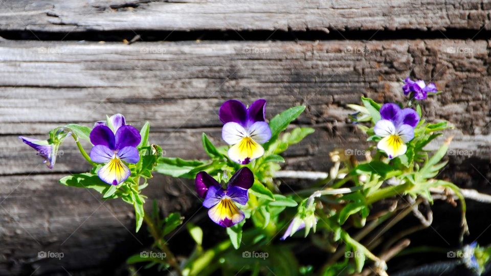 Heartsease Violas Growing Wild Against a Railroad Tie