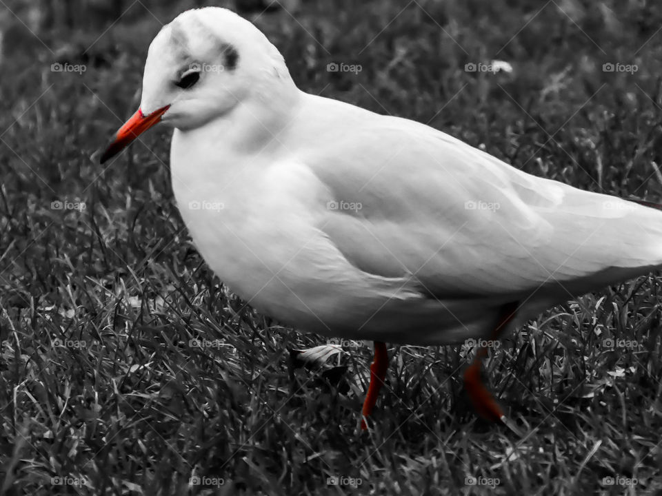 Seagull black&red