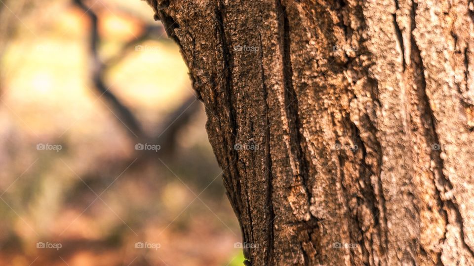 forest tree