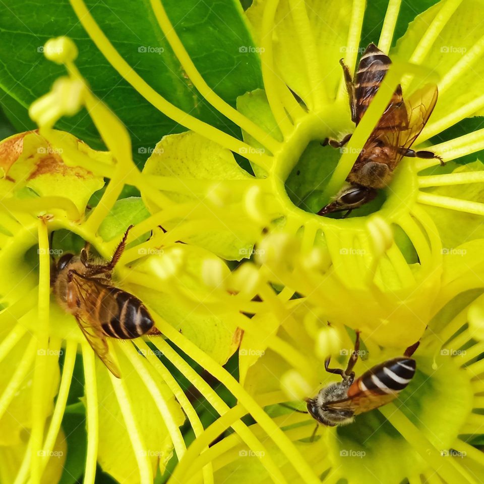 Three bees are collecting nectar in the yellow flower.