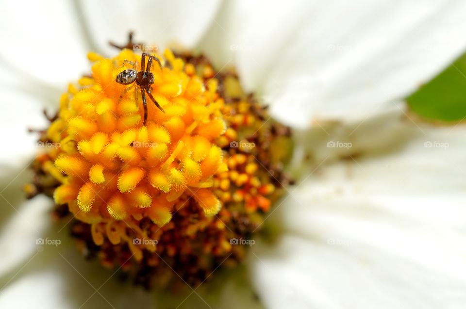 pollen nature flower macro by yahavesh