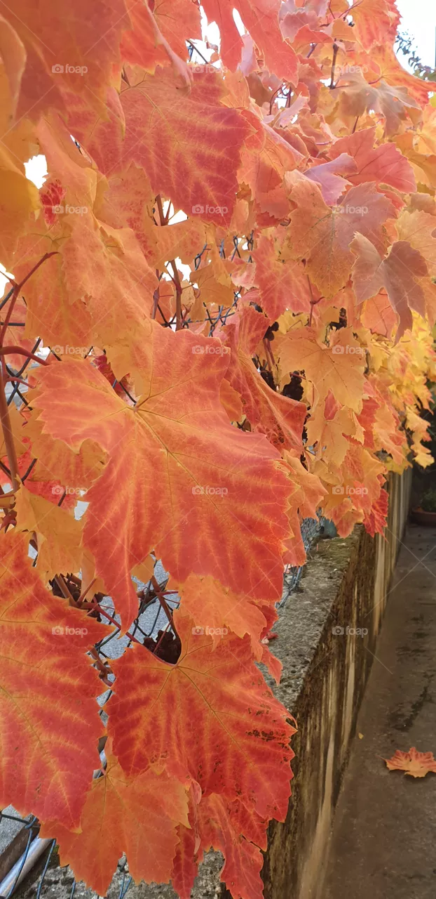 red and yellow