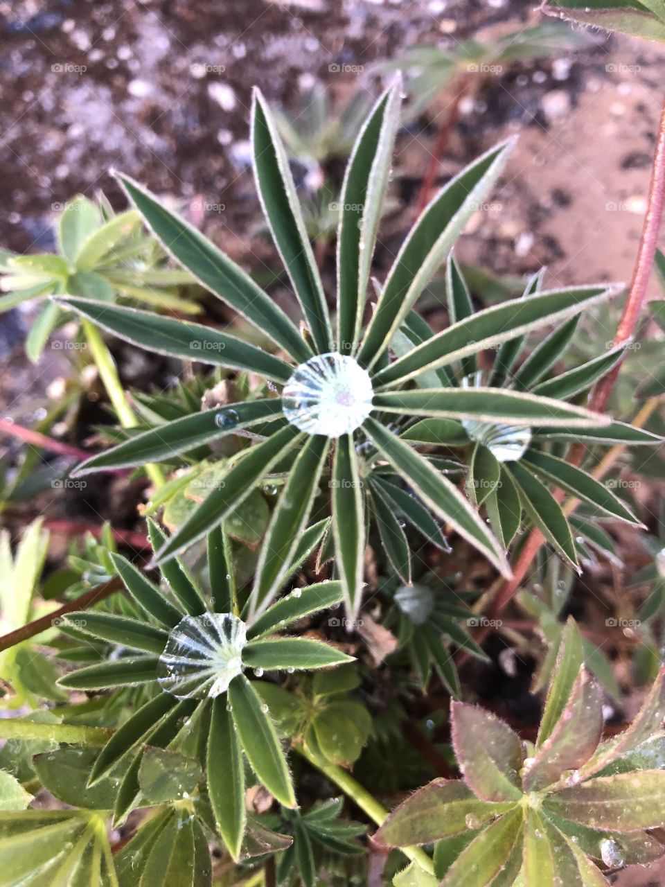 Lupine plant in garden with water drop