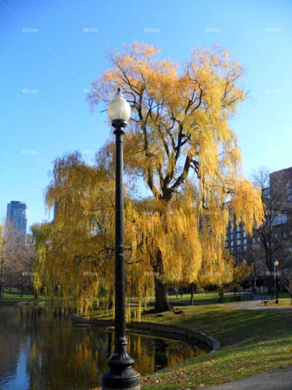 New York weeping willow