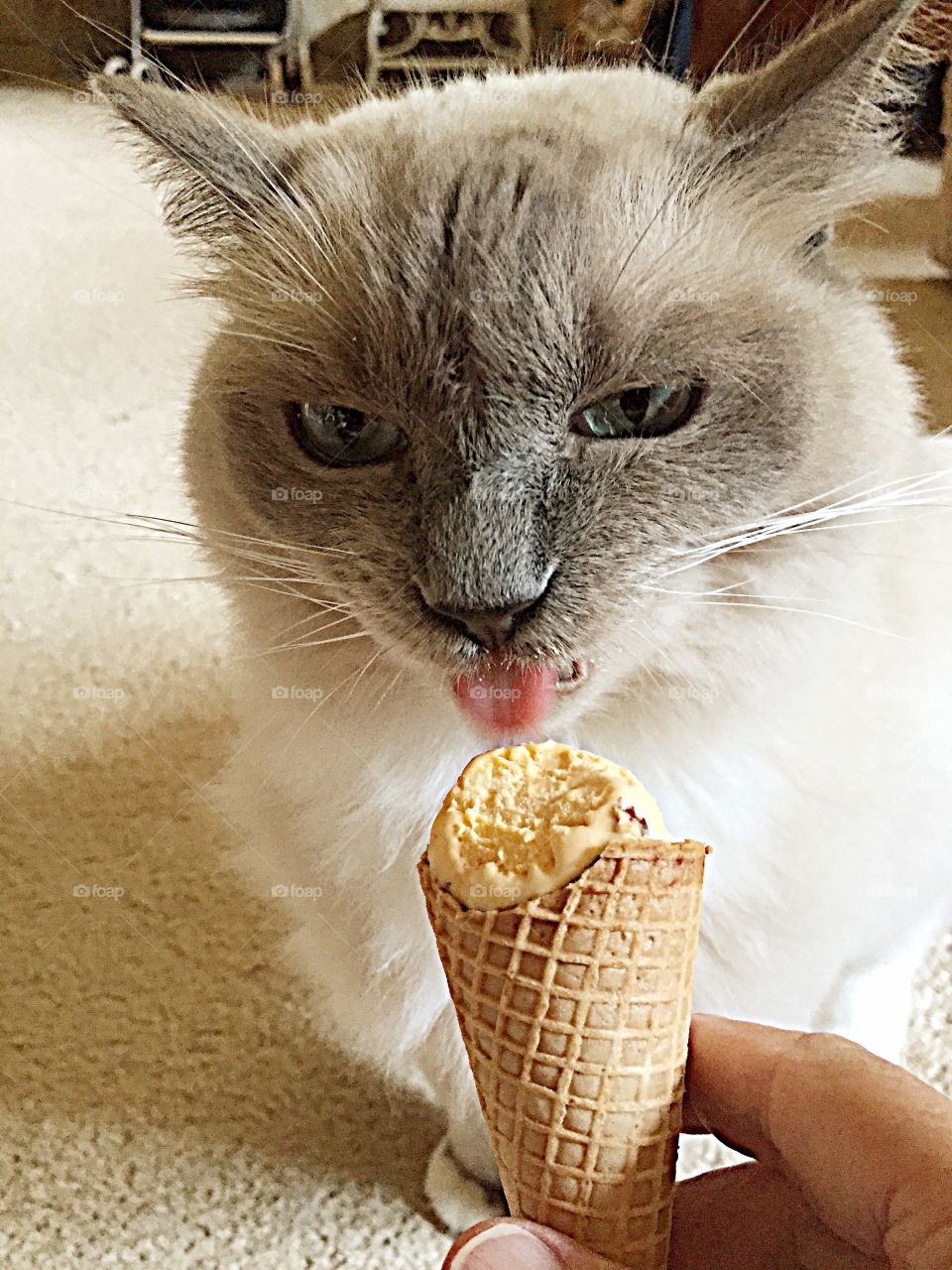 Ragdoll cat eating ice cream