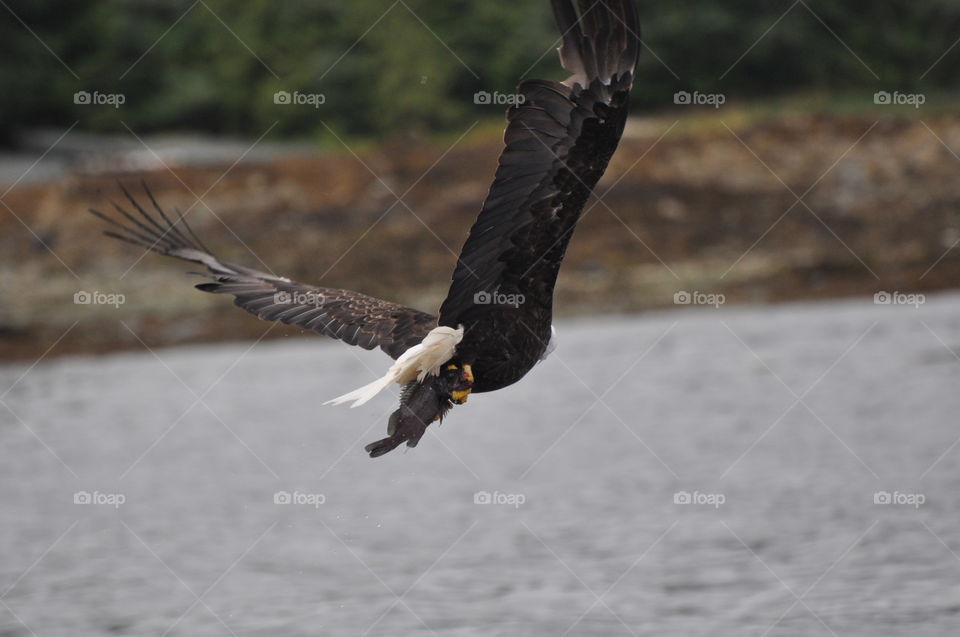 Magnificent Alaska Bald Eagle