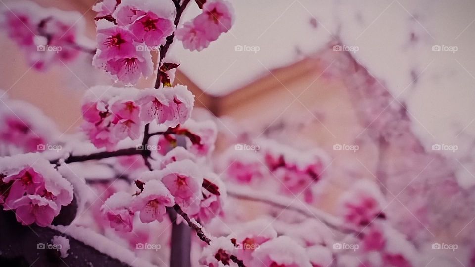 The cherry blossoms are covered with a layer of frost and snow.