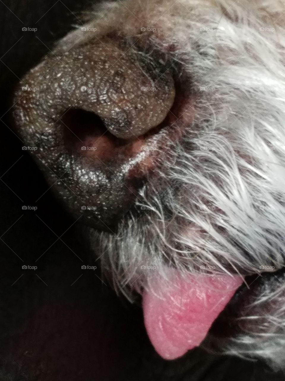 Nose & tongue tip close up of sleeping white poodle dog.