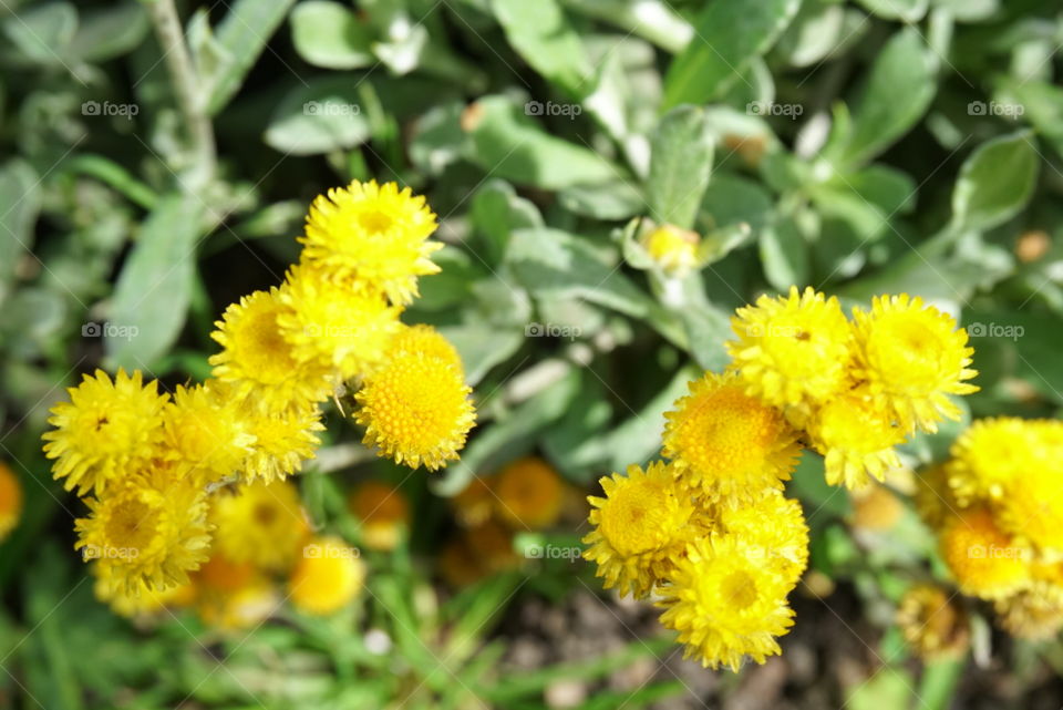 Tanacetum Vulgar L.
Tansy
Spring 
California Flowers