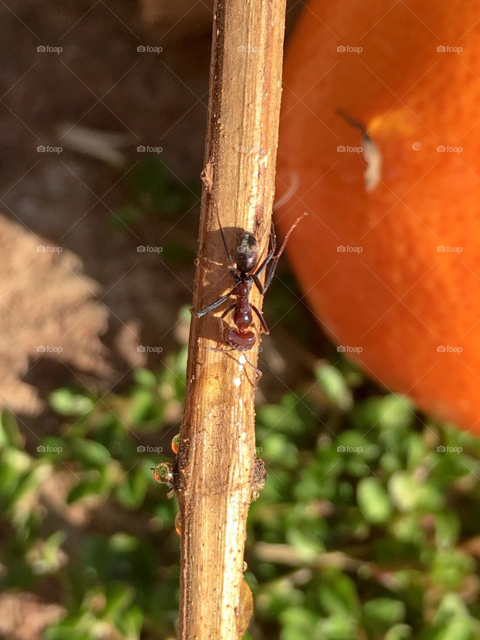 Single worker ant on branch, blurred orange in background 