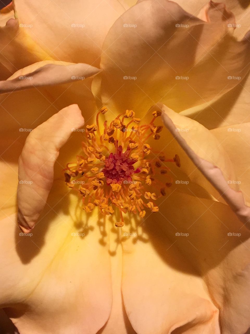 Close up of a Roses Center, Sensually!