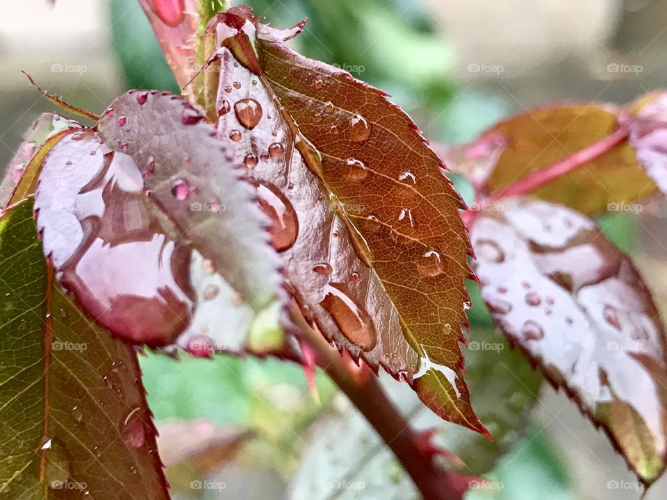 New hips in the rain