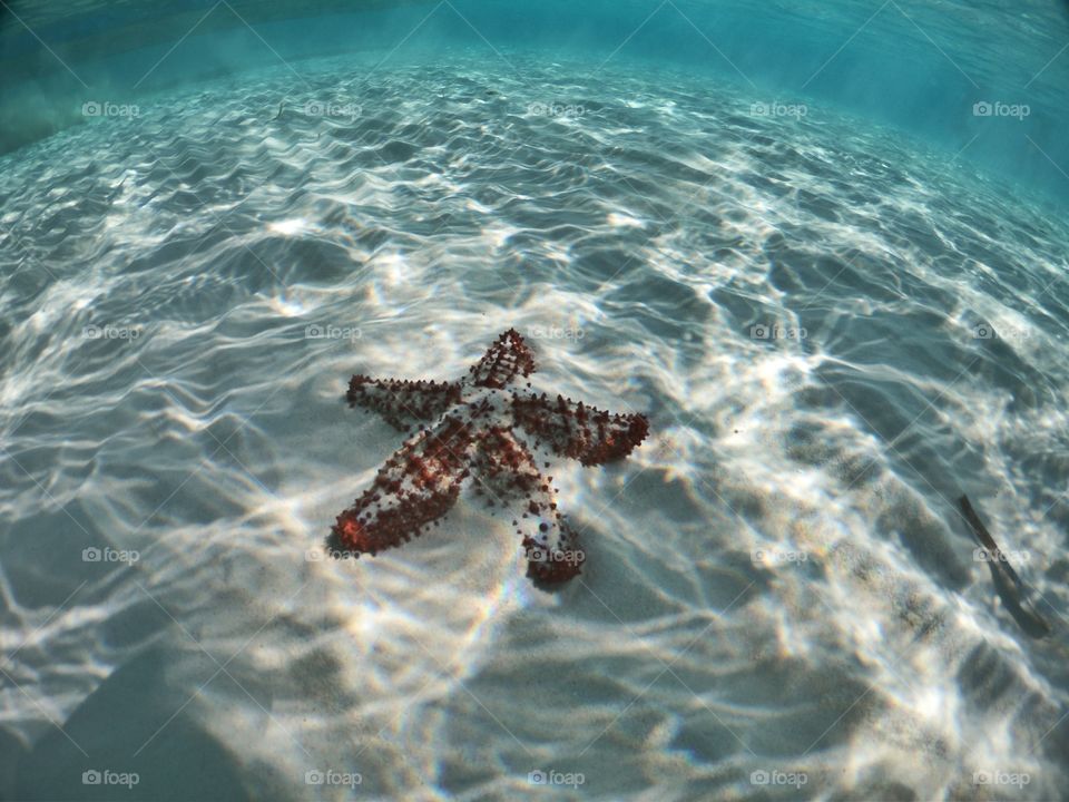 Starfish Cozumel