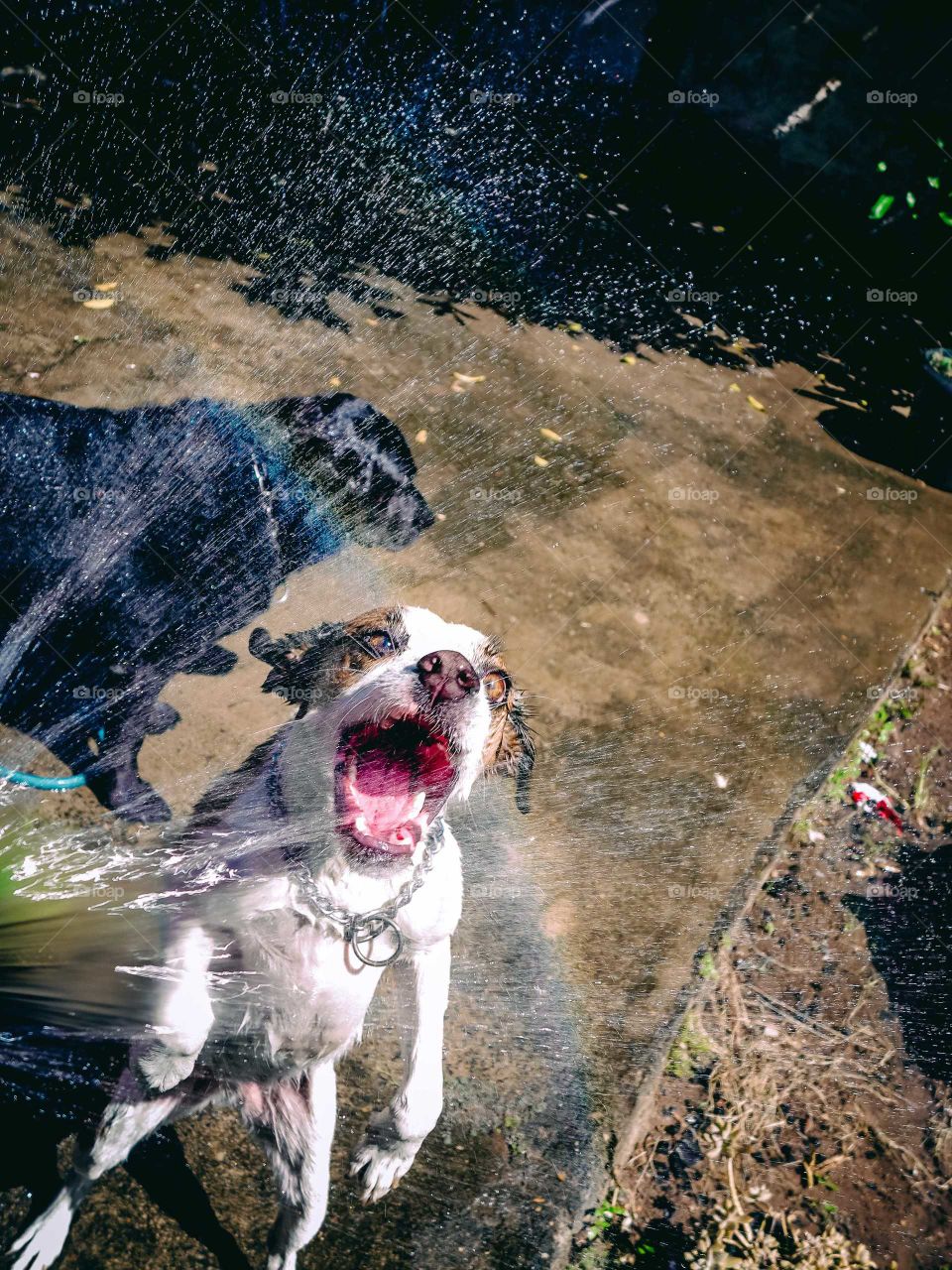 Two Dogs playing with water, biting a rainbow coming out of a hose. One Stray dog and one black Labrator dog.