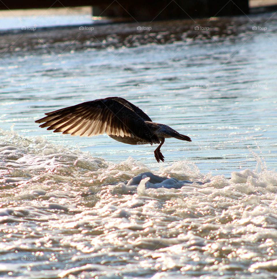 Ocean life  - Seagull