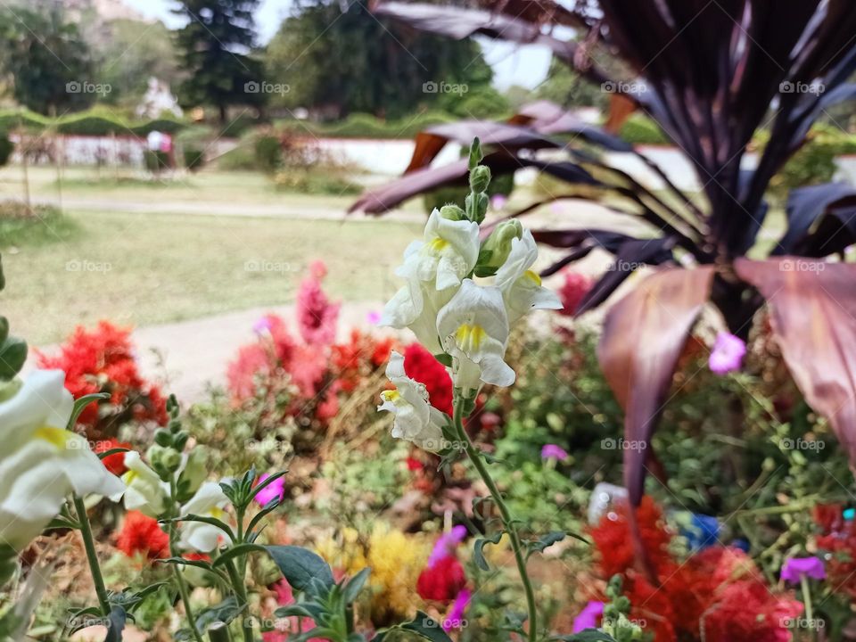 a white flower between several types of colours