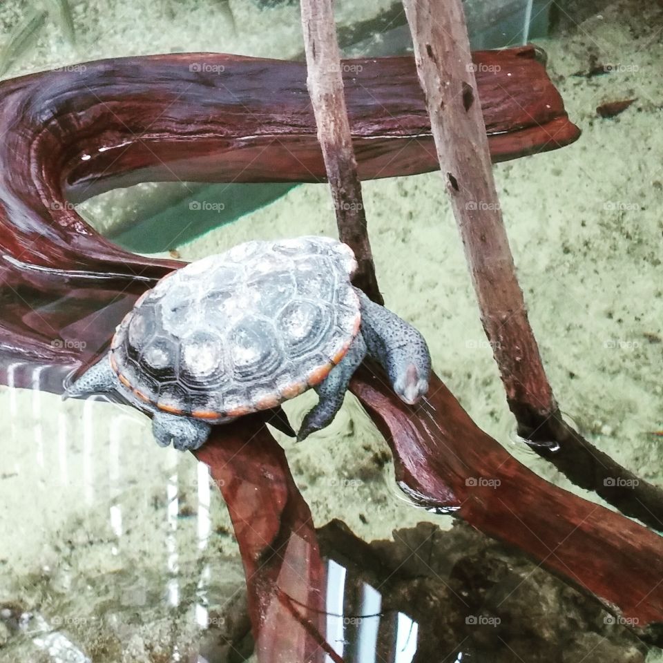 sleeping turtle