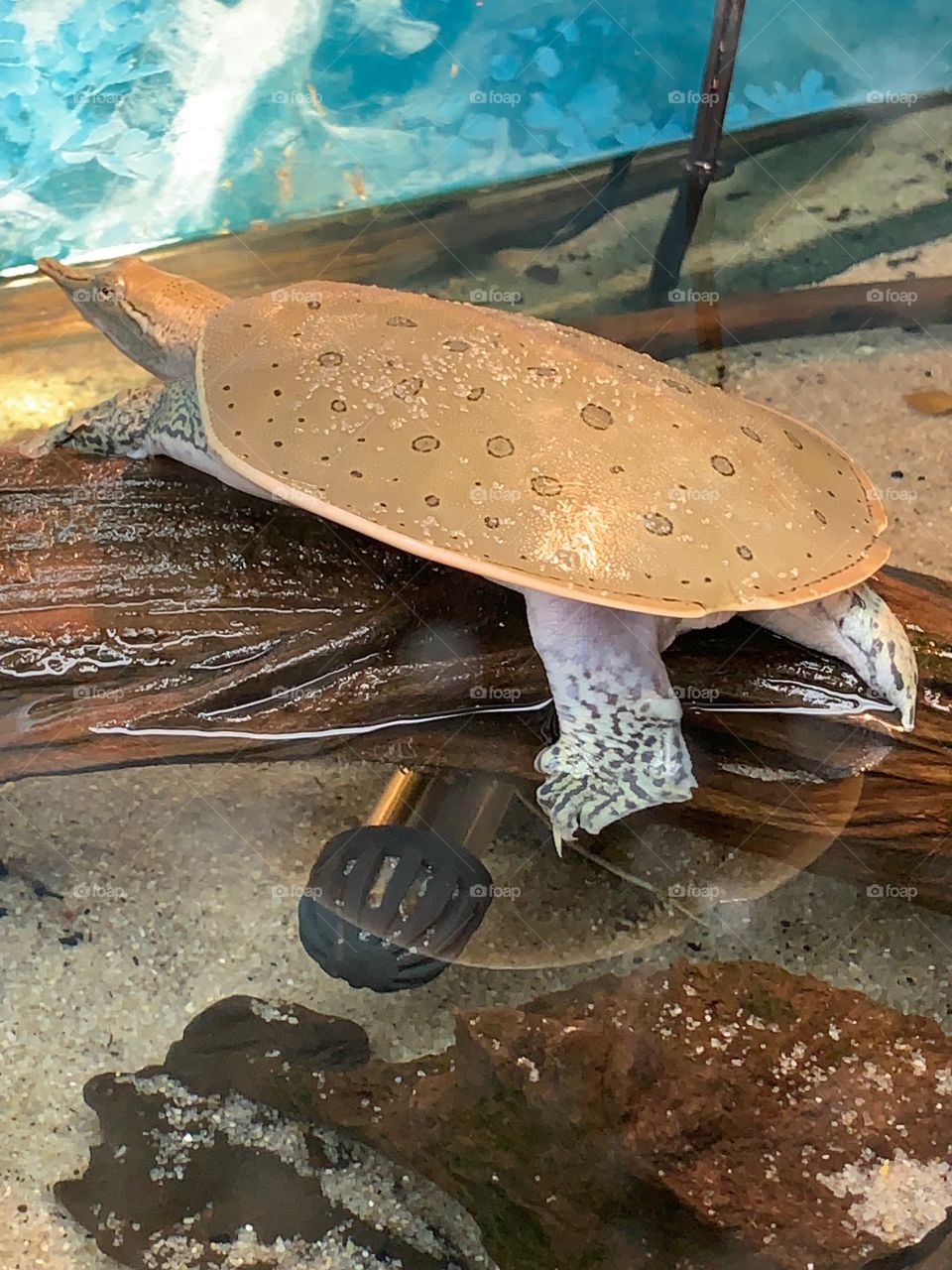 Pancake Turtle on a Log