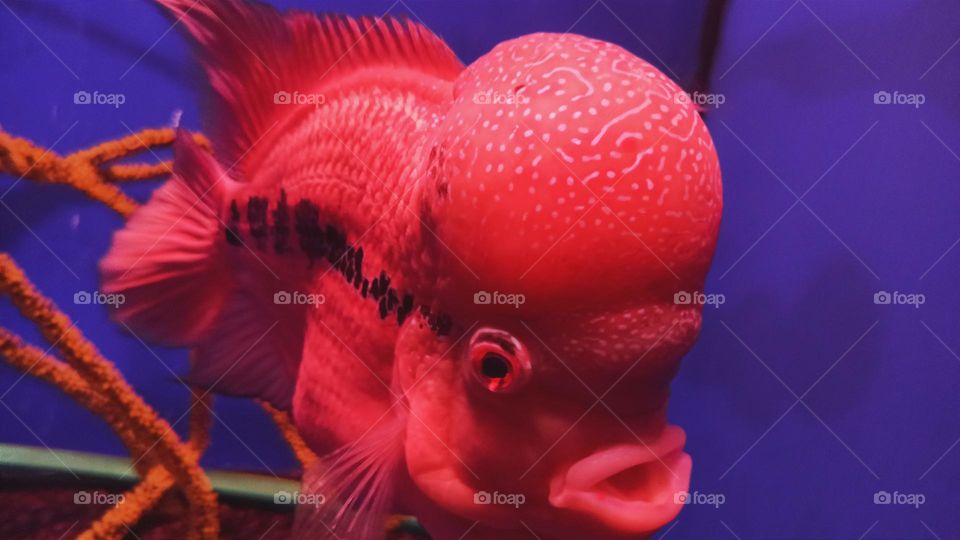 red color fish