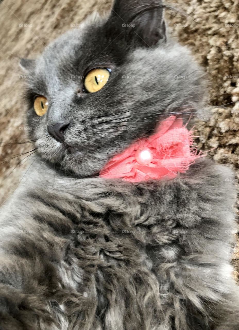 Baby cat looking so cute 