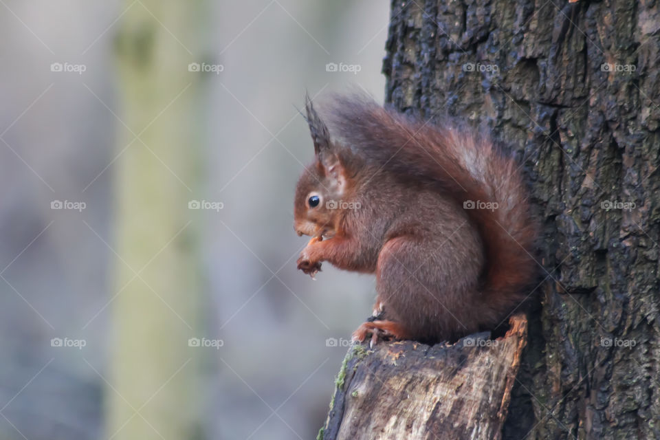 Squirrel portrait