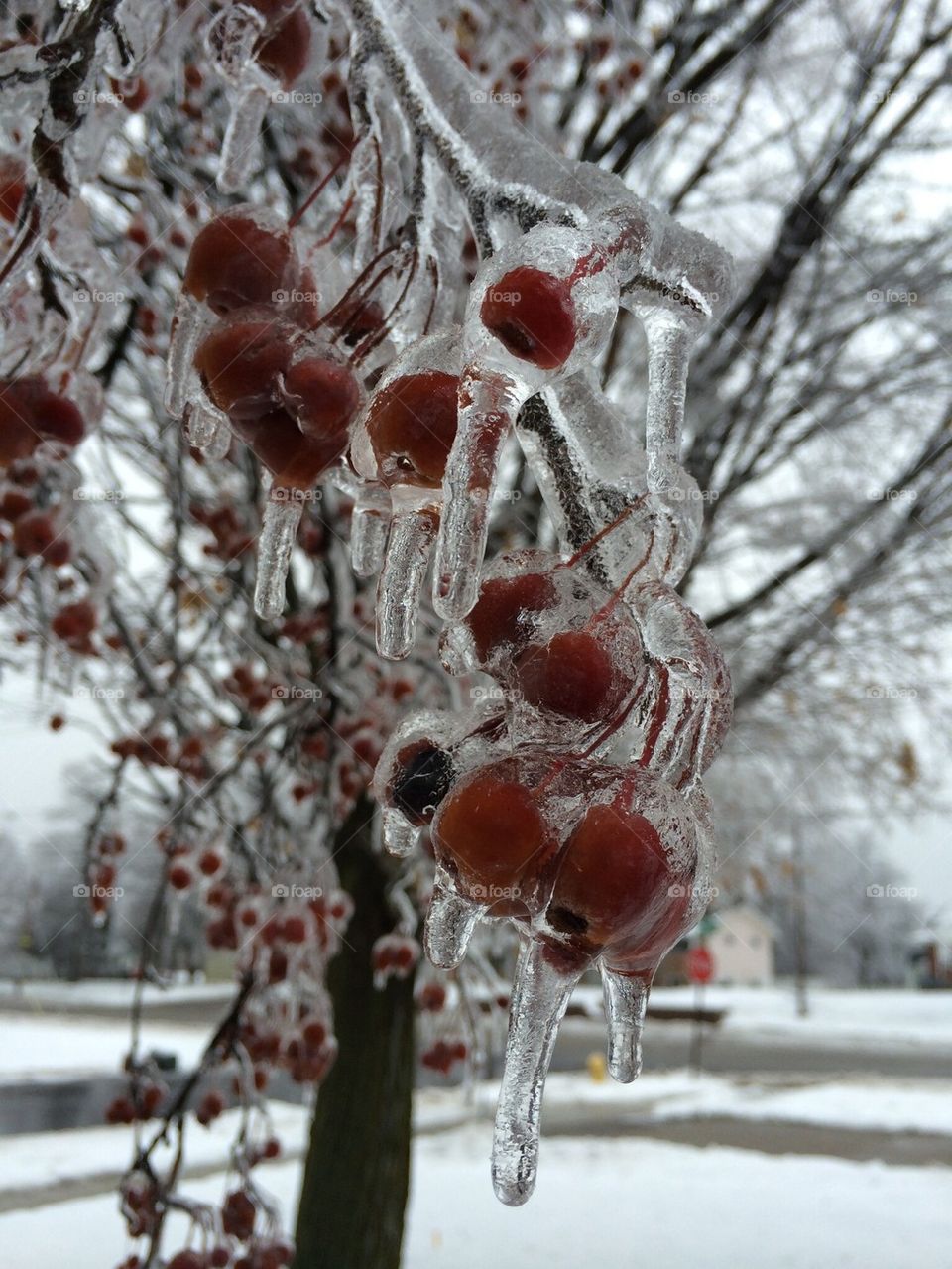 Frozen Cherries