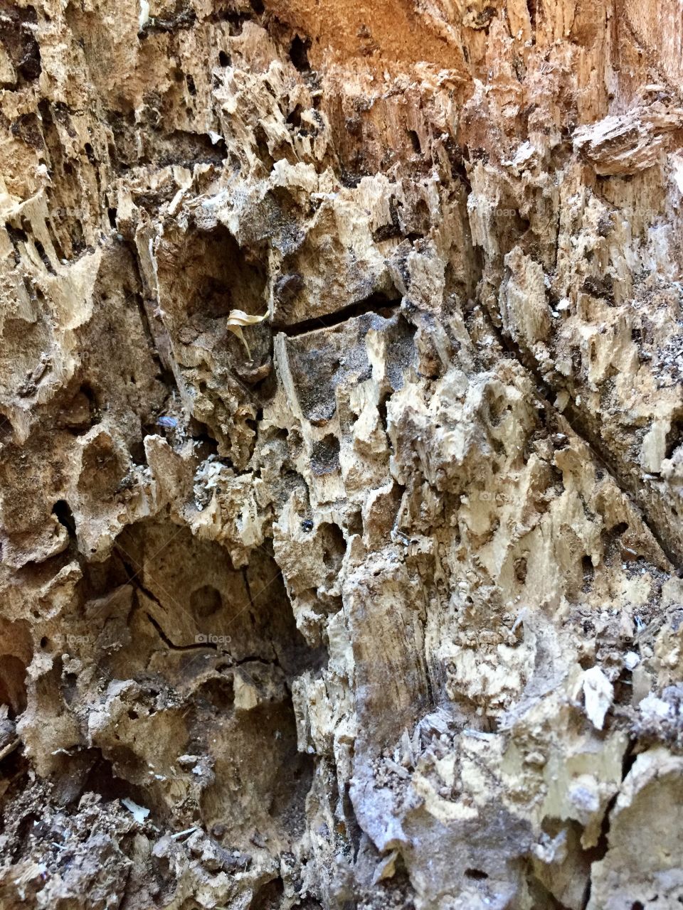 Creative Textures - interior of rotted tree stump 