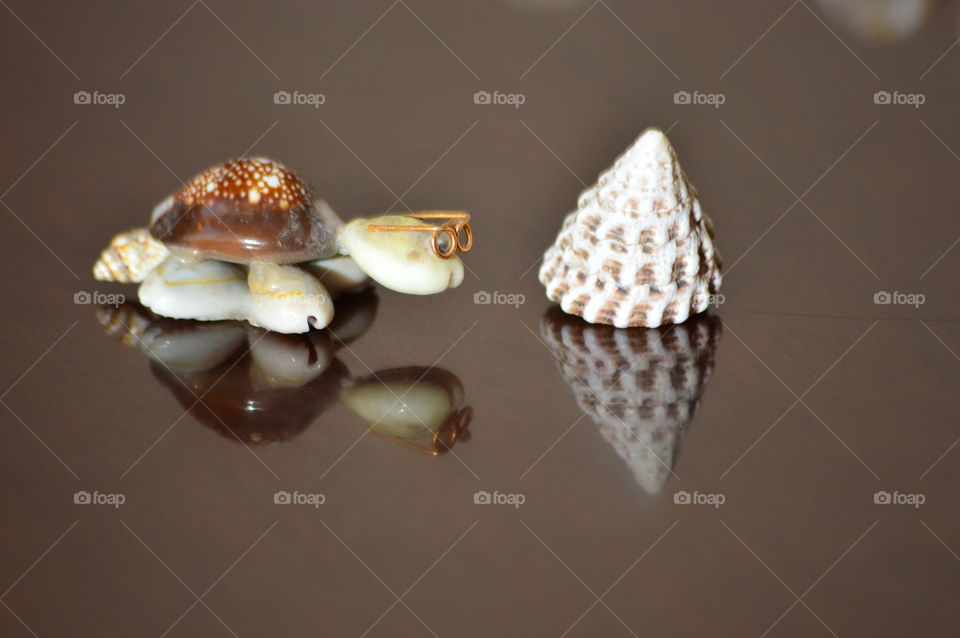 sea shell