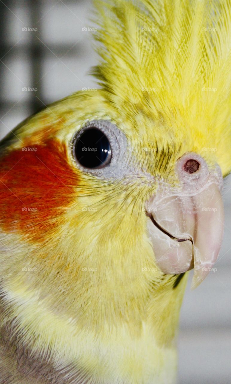 It's a parrot. I have taken the photograph closely so that the face where the beak appears, the eye a bit from its crest and the beautiful colors of its feathers that it has around its head can be well appreciated.