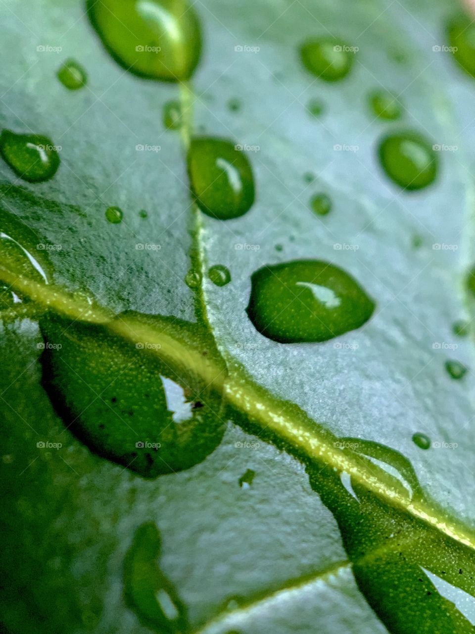 raindrops on a dark green leaf