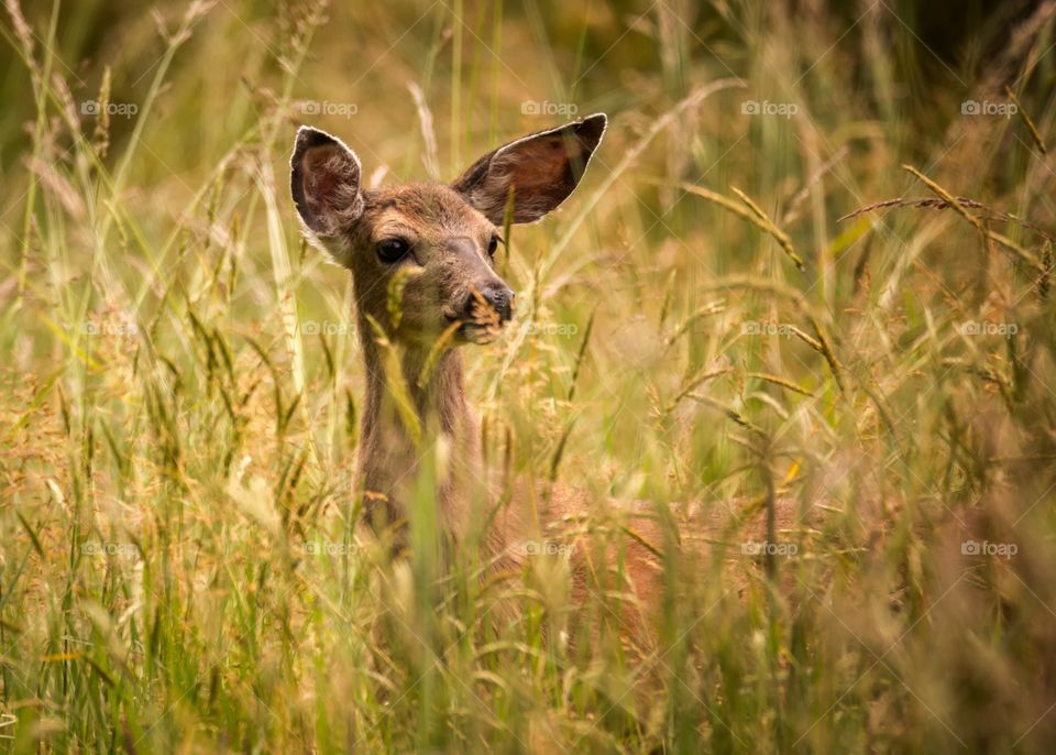Deer doe standing in tall grass