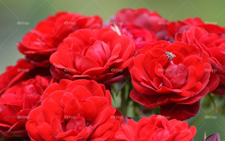 Rose garden, close up of a bouquet red roses growing in a community Rose garden. 
@friendsofeastsac #friendsofeastsac
