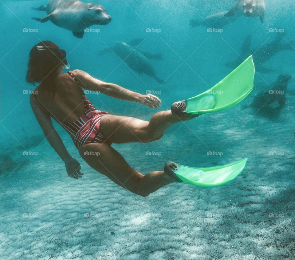 Swimming with the seals