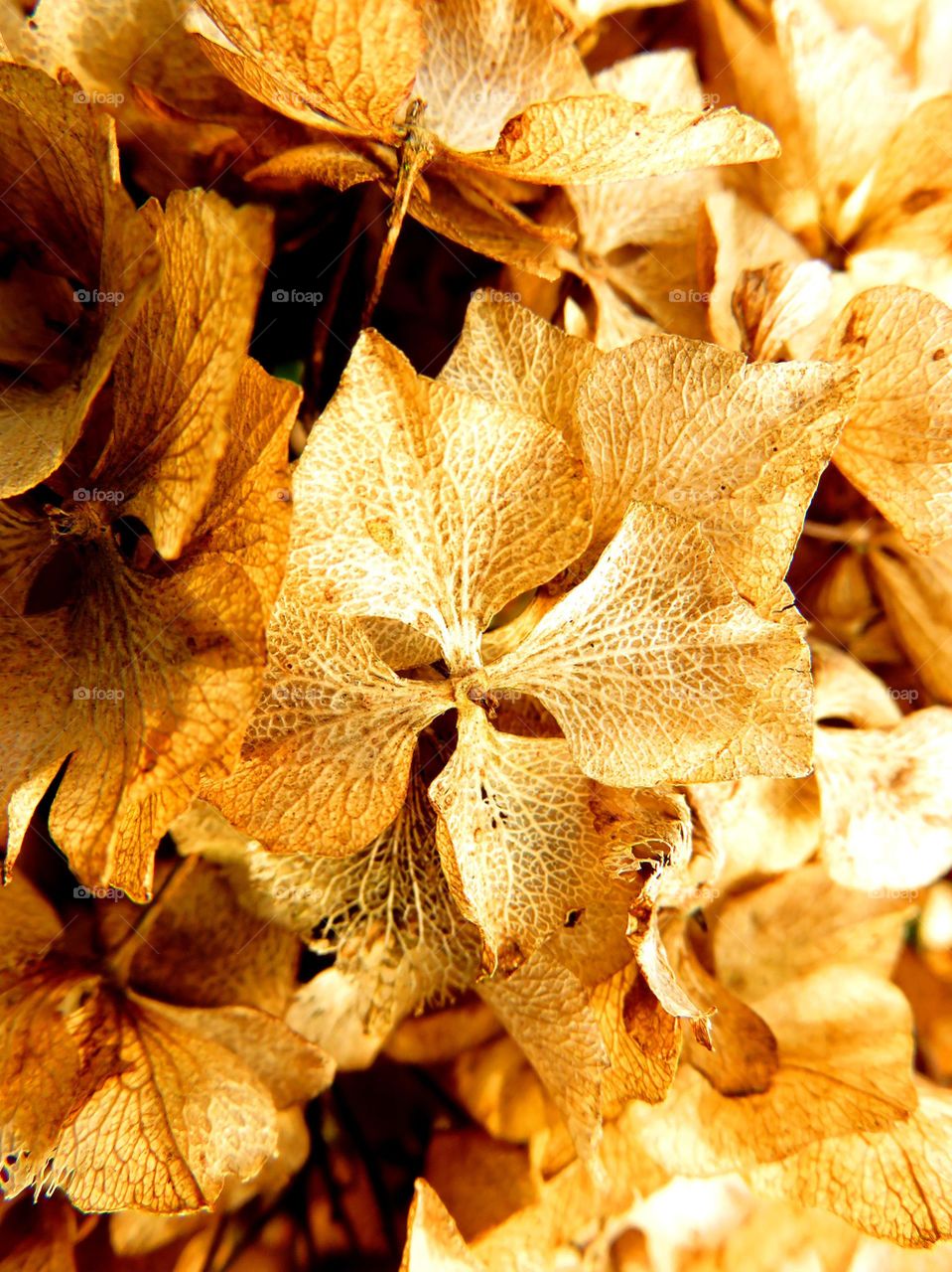 dry hydrangea