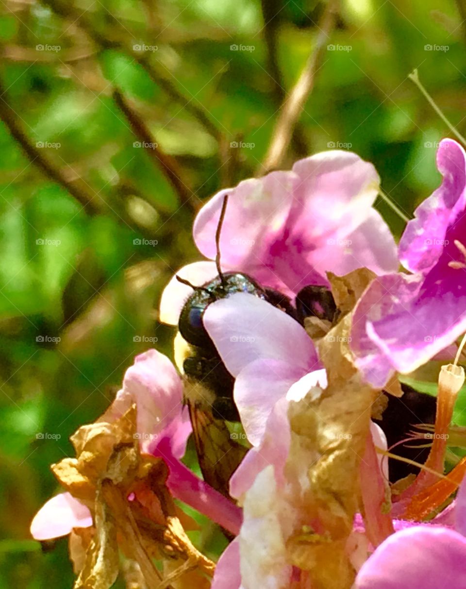 Peekaboo Bumblebee 